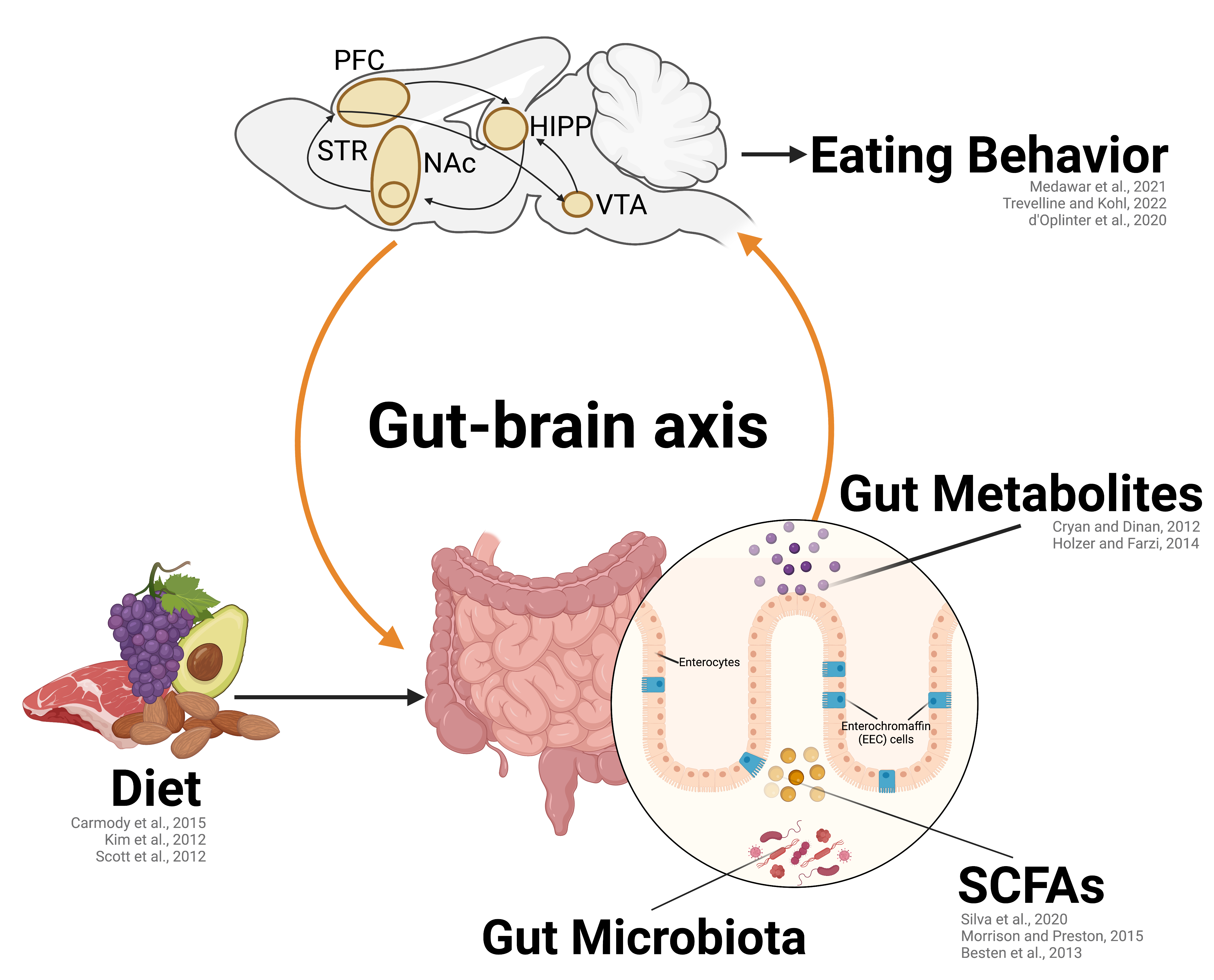 Dietary Fiber Induces Fat Preference Via The Gut Microbiota | Yi Jia Liow